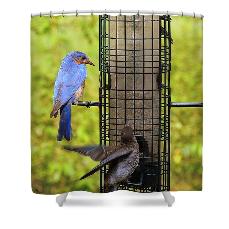 Bluebird Adolescents Shower Curtain featuring the photograph Lessons by Mim White