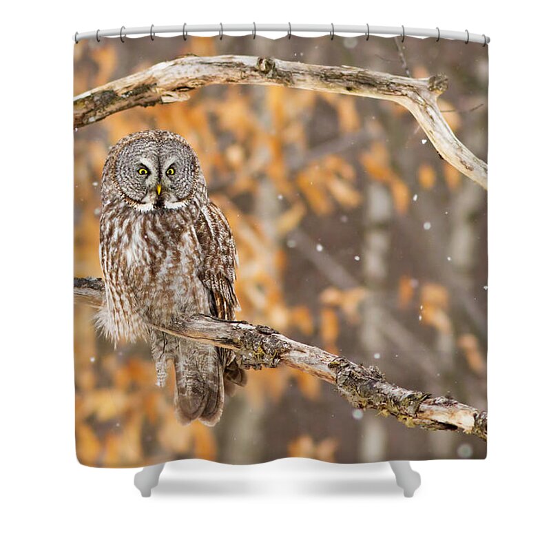 Bird Shower Curtain featuring the photograph Let It Snow Let It Snow Let It Snow by Mircea Costina Photography