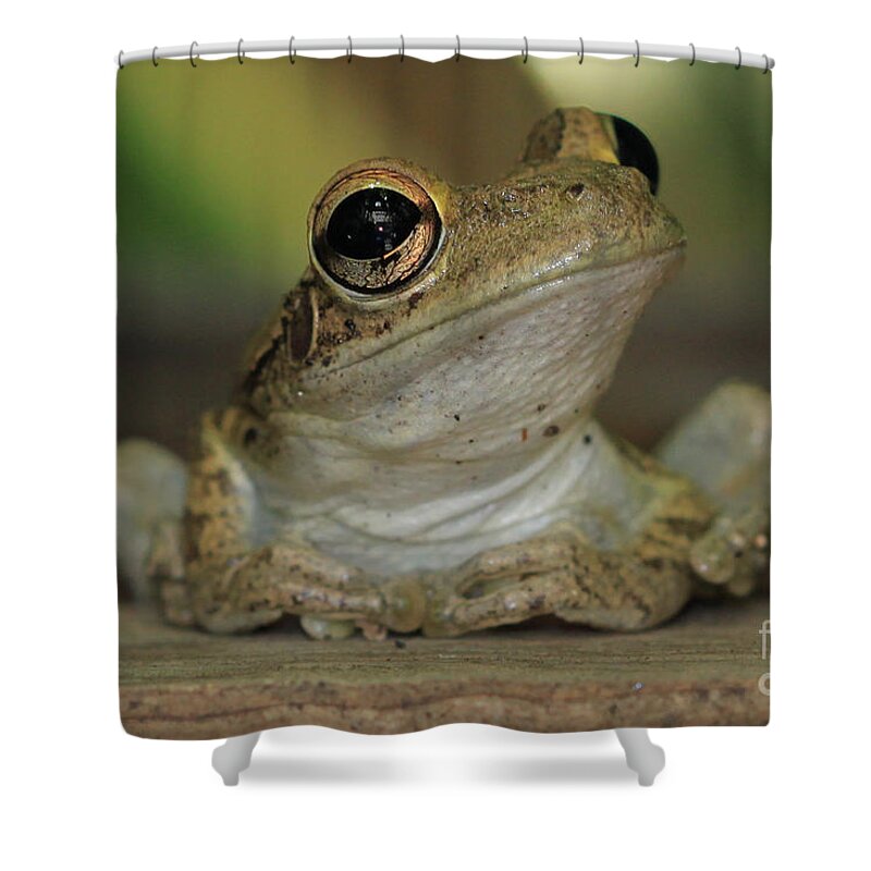 Cuban Treefrog Shower Curtain featuring the photograph Let's Talk - Cuban Treefrog by Meg Rousher