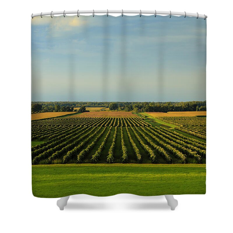 Lewiston Summer Vineyards Shower Curtain featuring the photograph Lewiston Summer Vineyards by Rachel Cohen