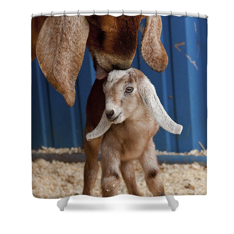 Goat Shower Curtain featuring the photograph Licked Clean by Caitlyn Grasso