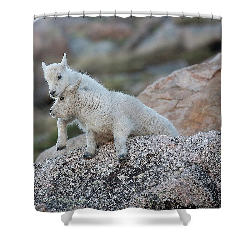 Mountain Goats Shower Curtain featuring the photograph Life is a Struggle by Jim Garrison