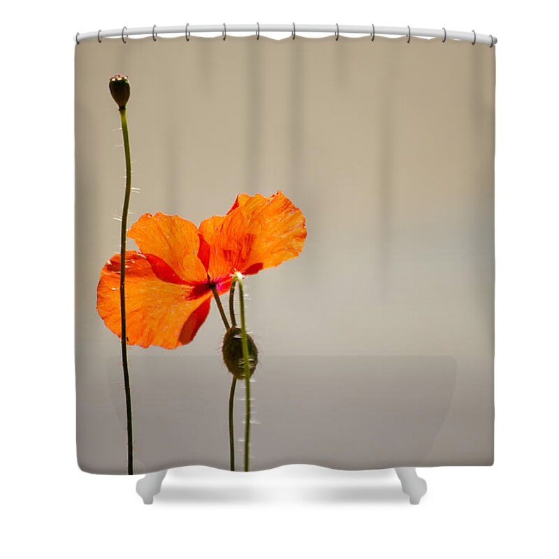Poppy Shower Curtain featuring the photograph Life by Spikey Mouse Photography