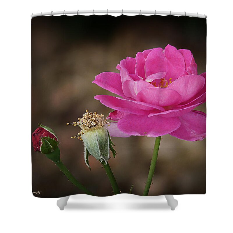 Lucinda Walter Shower Curtain featuring the photograph Life by Lucinda Walter