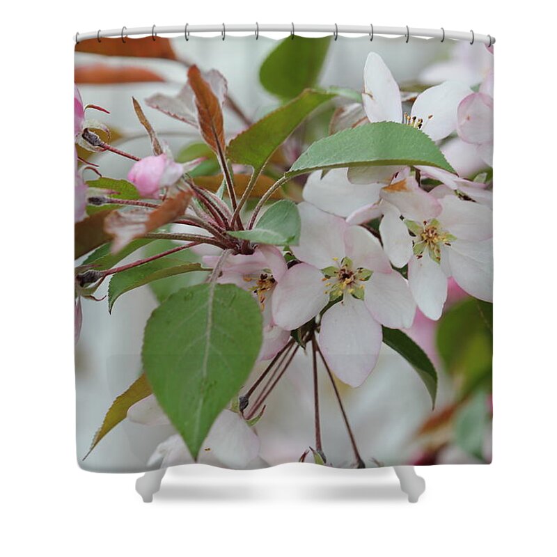 Landscape Shower Curtain featuring the photograph Light Pink Crabapple by Donna L Munro