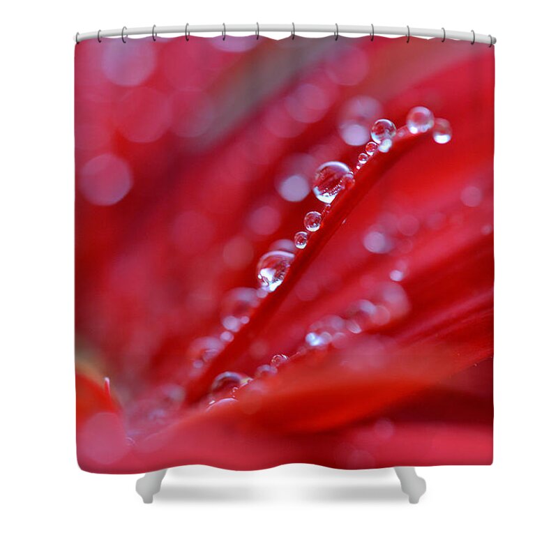 Flower Shower Curtain featuring the photograph Like a Garden by Melanie Moraga