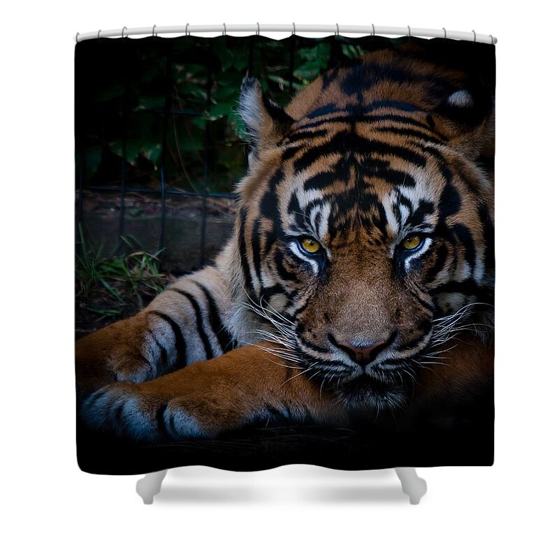 Tiger Shower Curtain featuring the photograph Like My Eyes? by Robert L Jackson