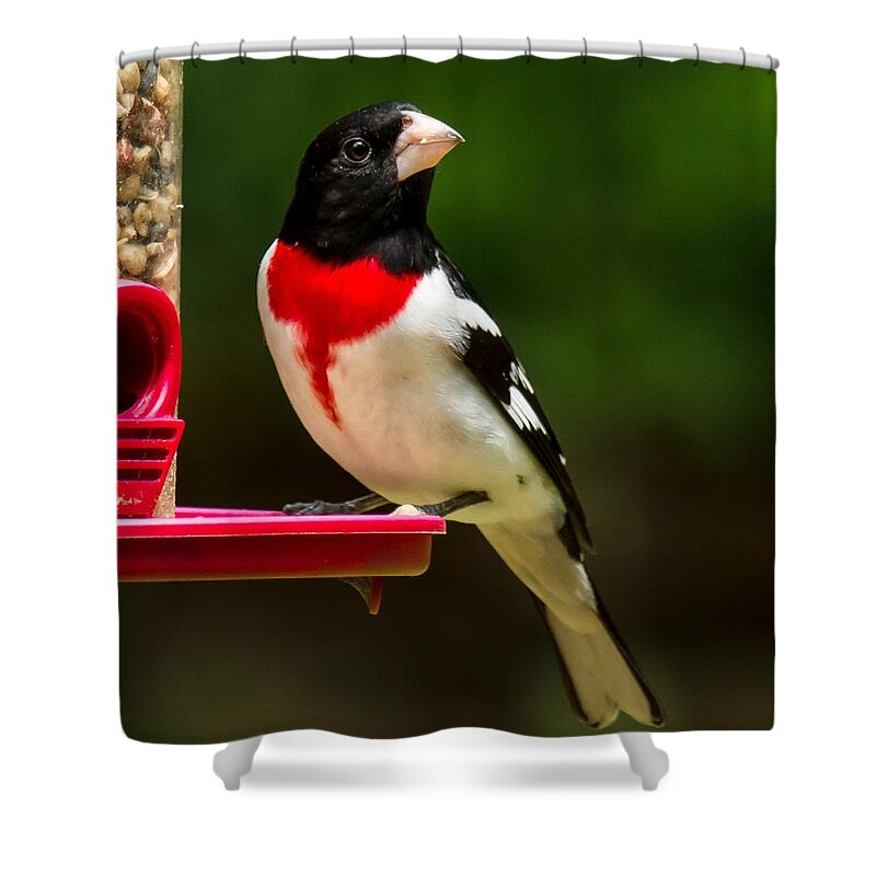 Rose Breasted Grosbeak Shower Curtain featuring the photograph Like my new suit? by Robert L Jackson