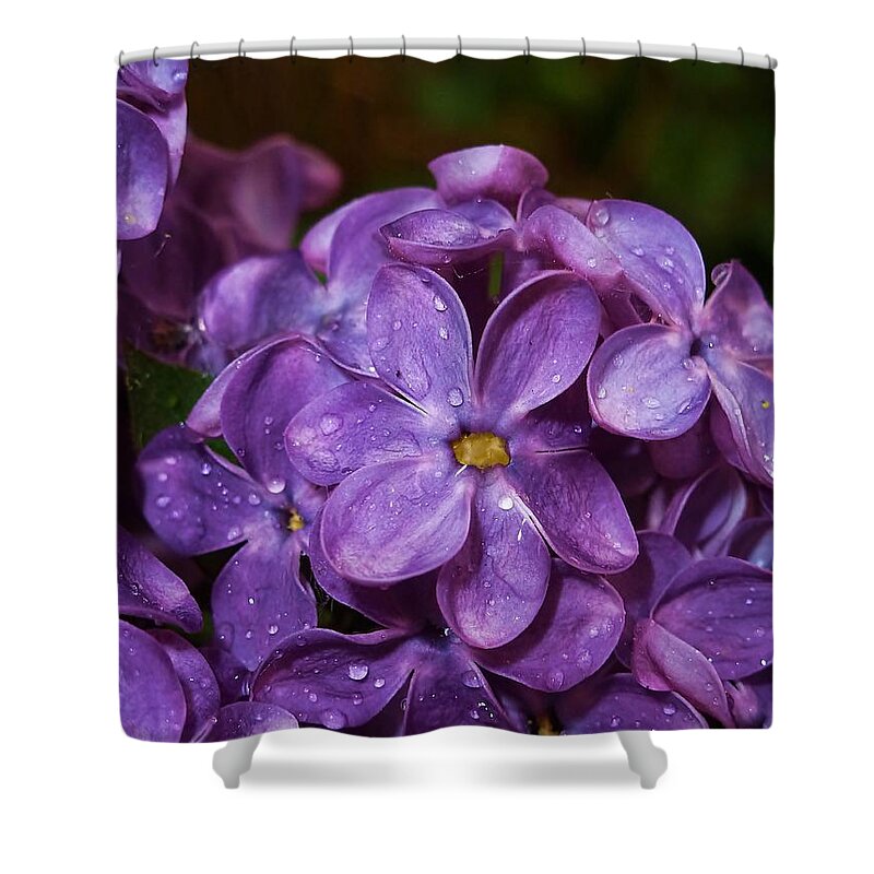 Lilac Shower Curtain featuring the photograph Lilac Flowers by Amalia Suruceanu