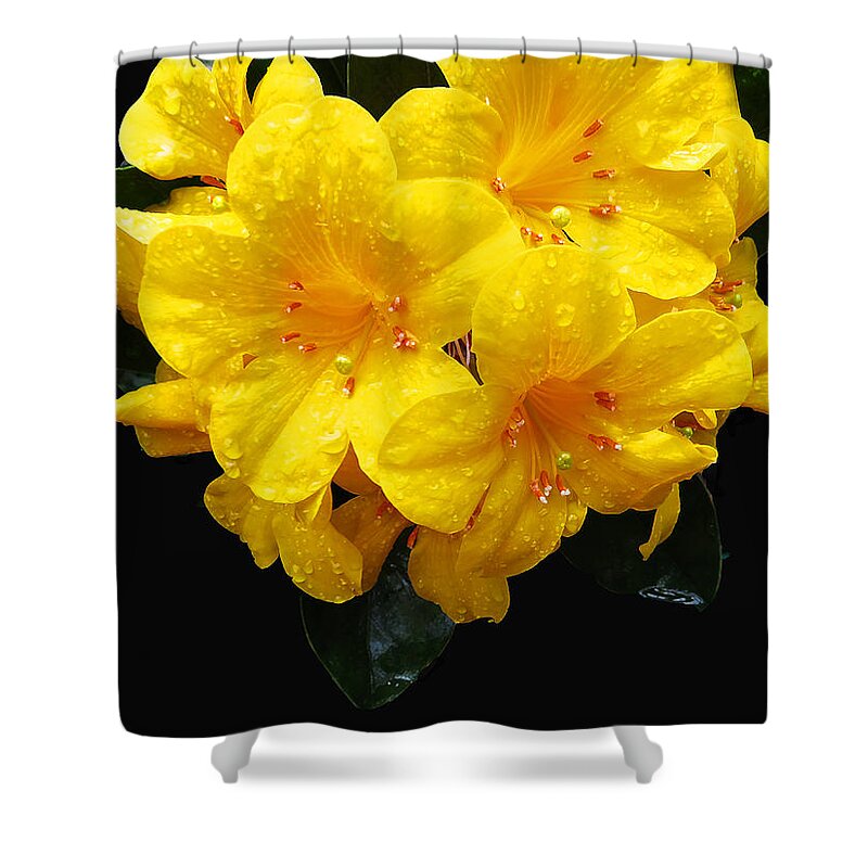 Yellow Shower Curtain featuring the digital art Lilies by Kathleen Illes