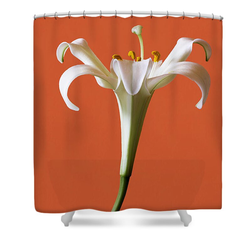 Stamens Shower Curtain featuring the photograph White Lily by Marina Kojukhova