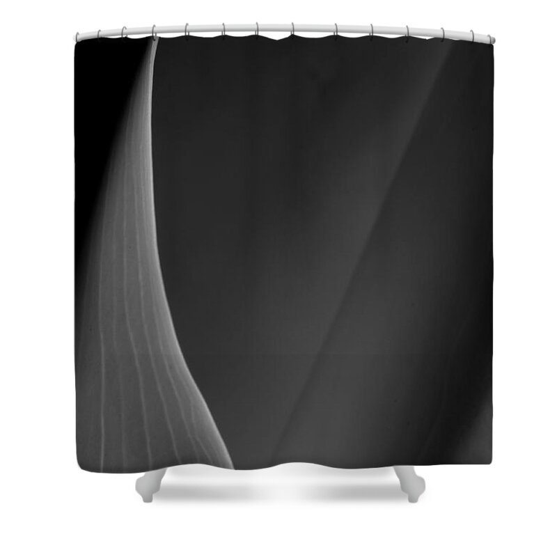 Flower Shower Curtain featuring the photograph Lily 3 by Joe Kozlowski