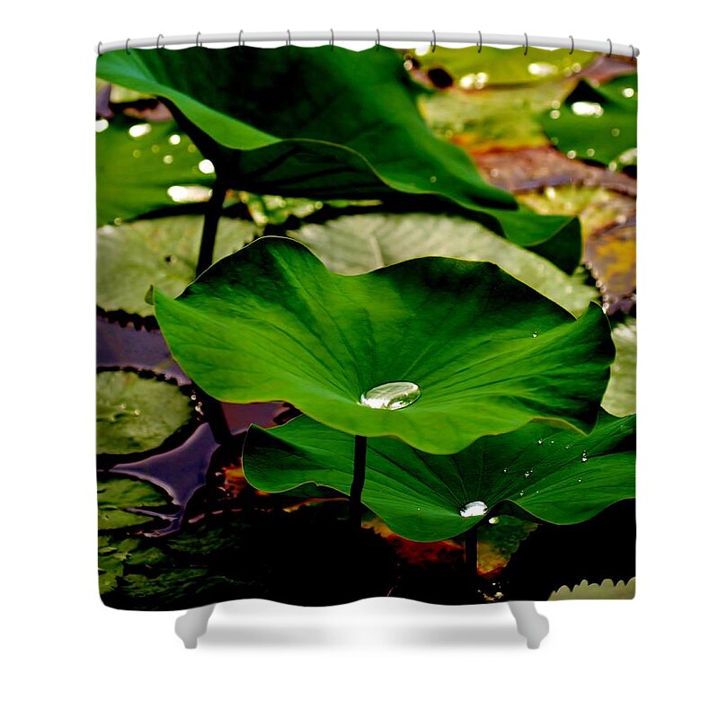 Beach Bum Pics Shower Curtain featuring the photograph Lily Beads by Billy Beck
