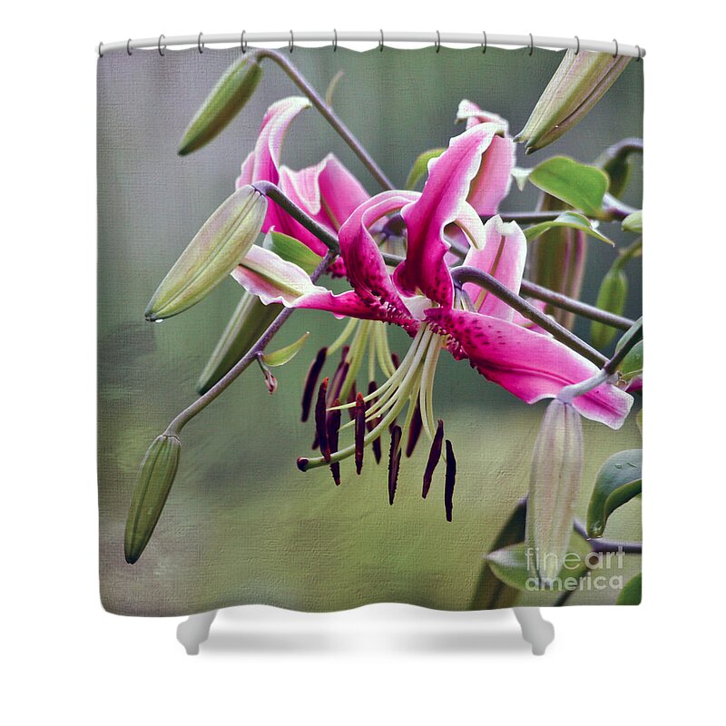 Flower Shower Curtain featuring the photograph Lily in the Pink by Kerri Farley