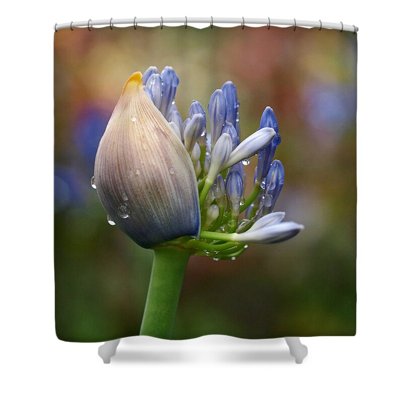 Lily Of The Nile Shower Curtain featuring the photograph Lily of the Nile by Rona Black