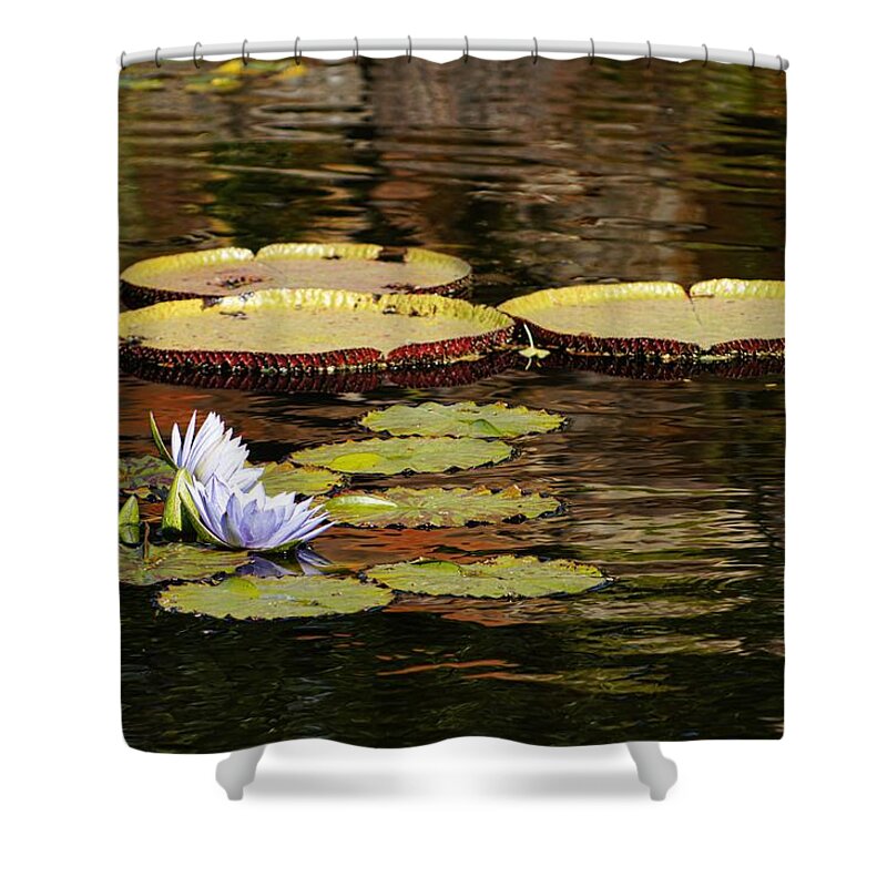 Lily Pad Shower Curtain featuring the photograph Lily Pad by Kathy Churchman