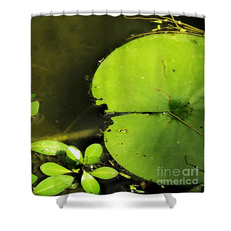 Lily Pad Shower Curtain featuring the photograph Lily Pad by Robyn King