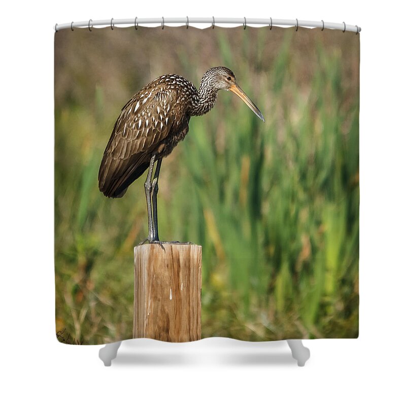 Florida Shower Curtain featuring the photograph Limpkin by Jane Luxton