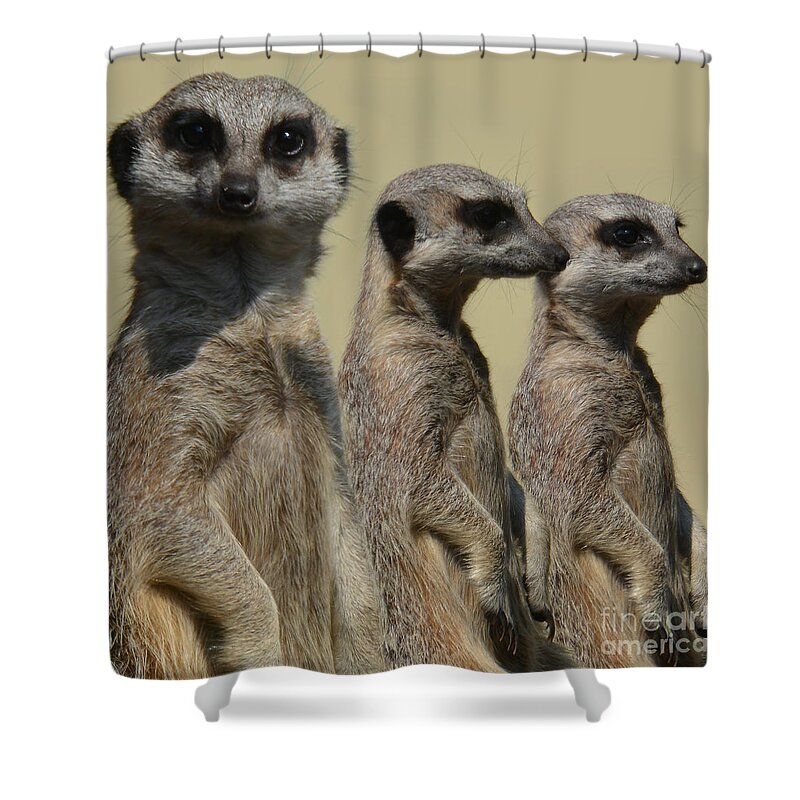Three Shower Curtain featuring the photograph Line dancing meerkats - simples by Paul Davenport