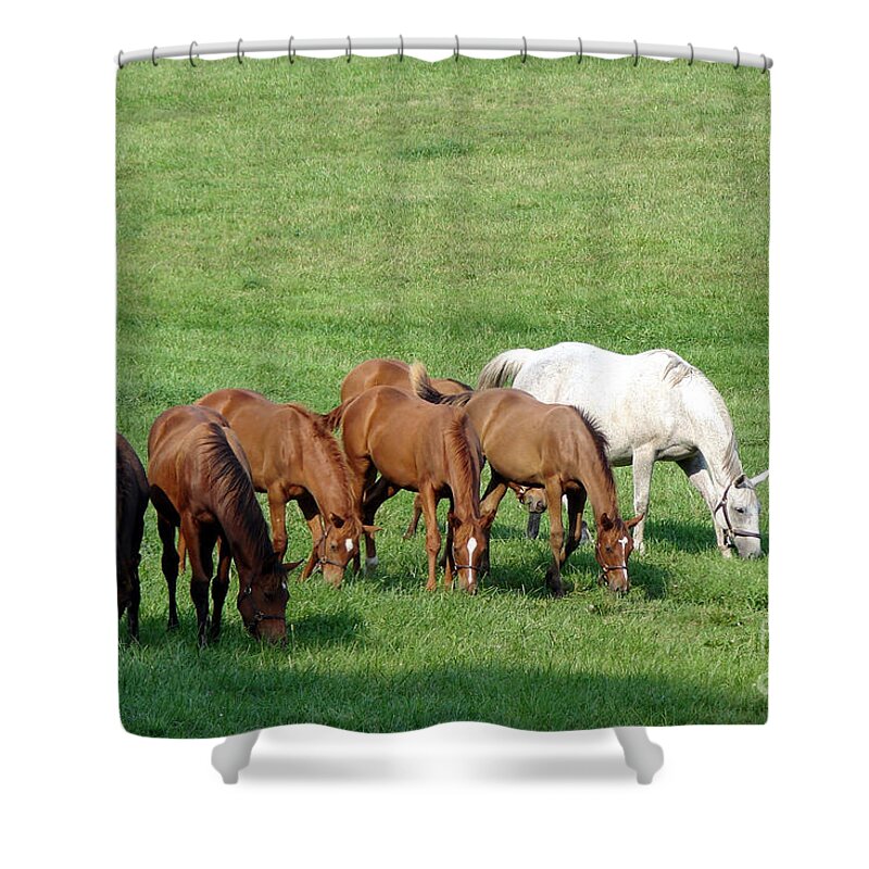 Horse Shower Curtain featuring the photograph Line Feeding by Olivier Le Queinec