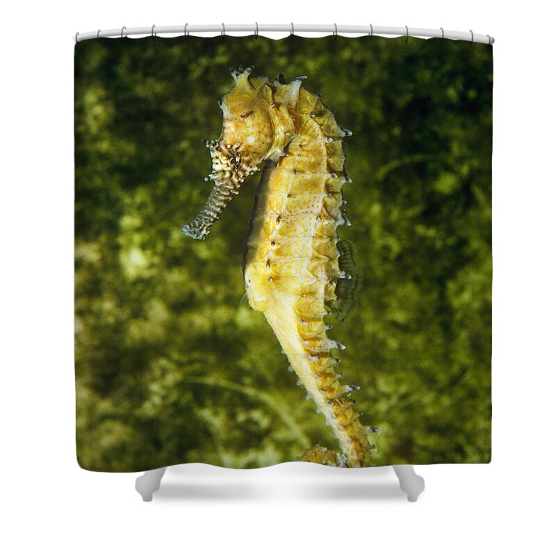 Lined Seahorse Shower Curtain featuring the photograph Lined Seahorse by Millard H. Sharp