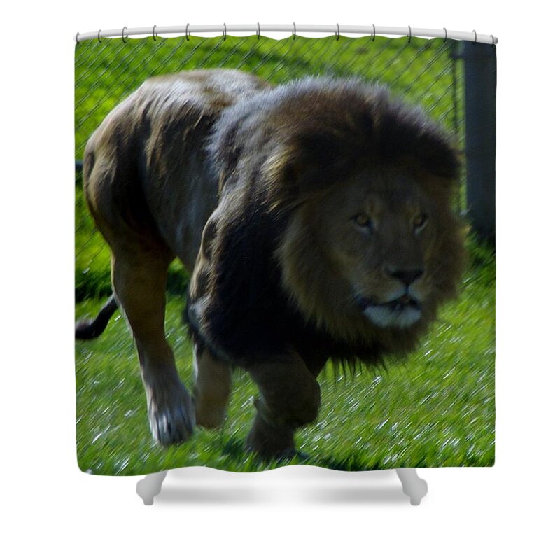 Lions Tigers And Bears Shower Curtain featuring the photograph Lion 4 by Phyllis Spoor