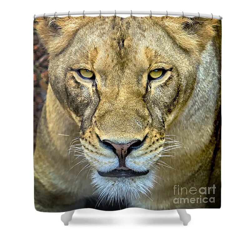 Lion Shower Curtain featuring the photograph Lion Closeup by David Millenheft