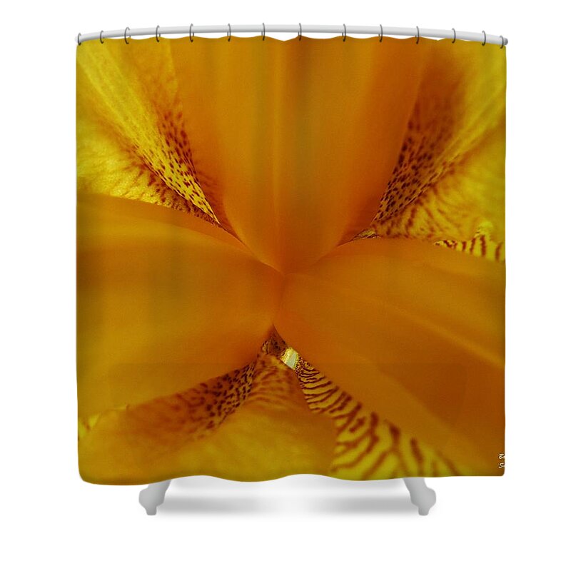 Photograph Shower Curtain featuring the photograph Lion Heart Iris by Barbara St Jean