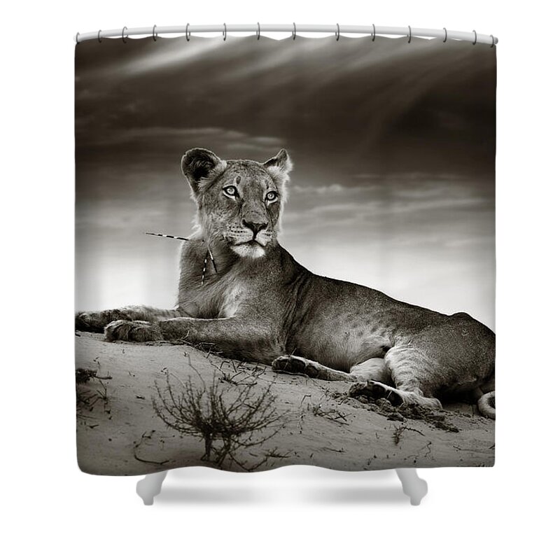 Lion Shower Curtain featuring the photograph Lioness on desert dune by Johan Swanepoel