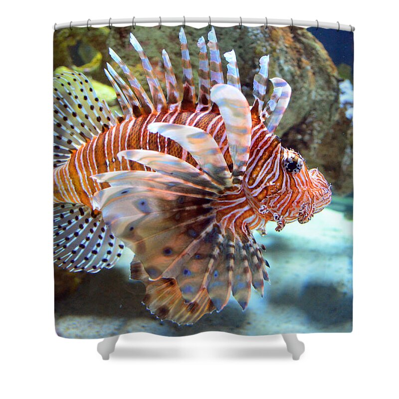 Lionfish Shower Curtain featuring the photograph Lionfish by Sandi OReilly