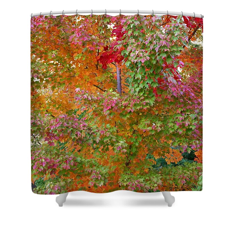 Fall Foliage Shower Curtain featuring the photograph Liquid Amber Magic by Michele Myers