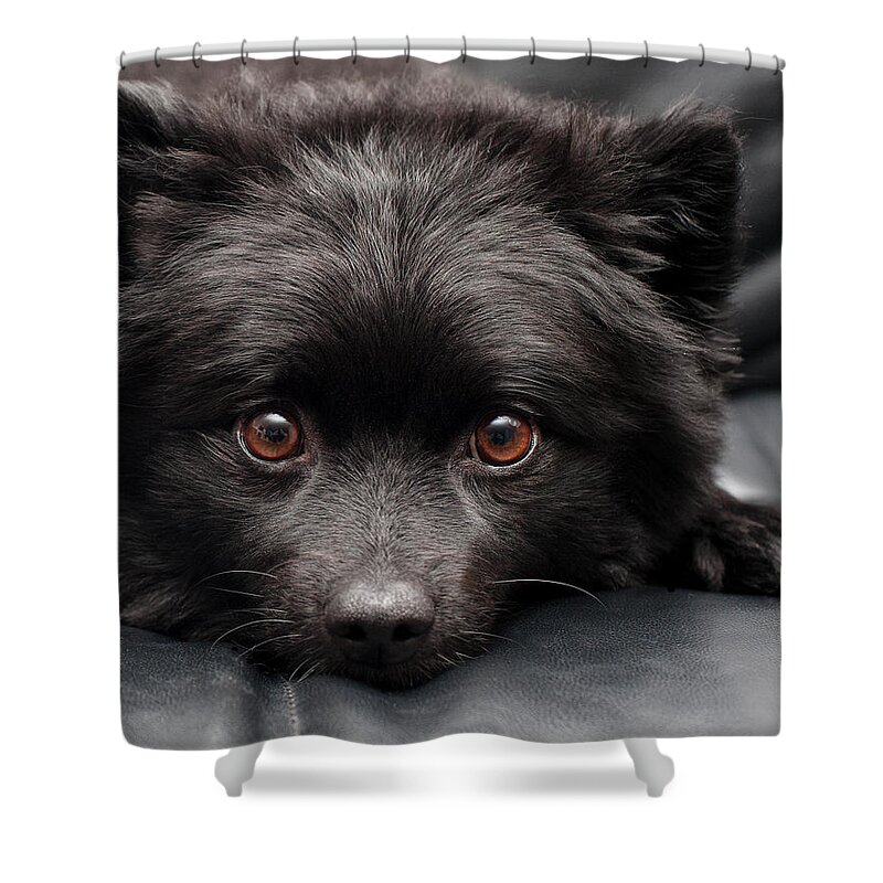 Pets Shower Curtain featuring the photograph Little Doggie by Jody Trappe Photography