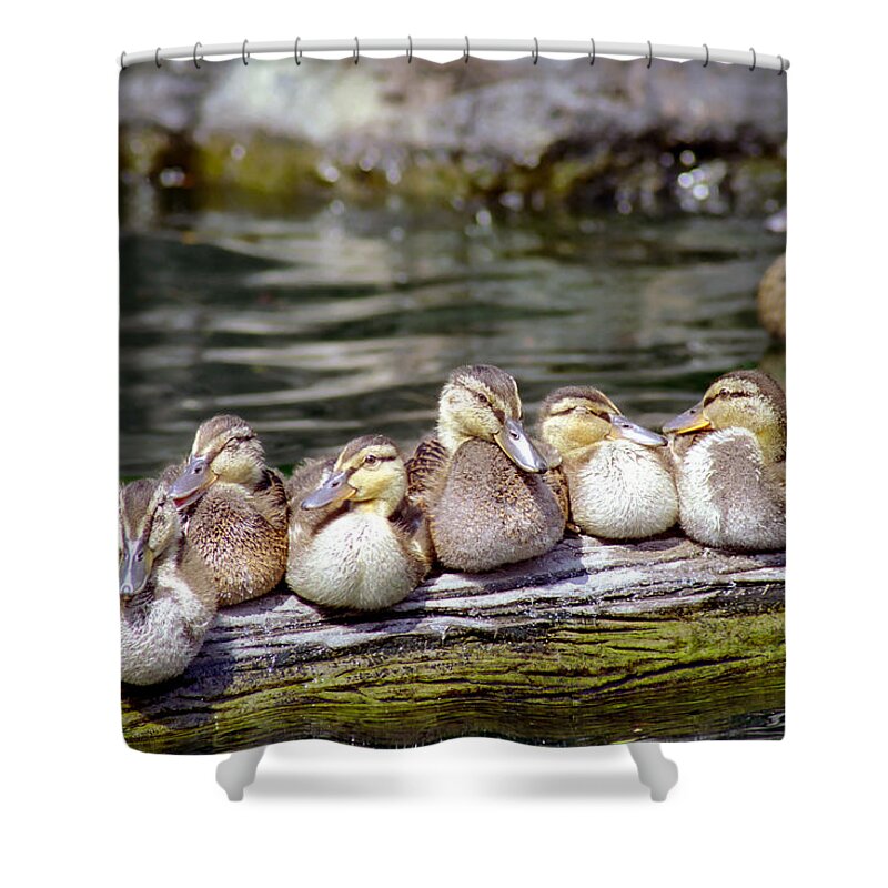 Ducklings Shower Curtain featuring the photograph Little Ducklings on a log by Gary Heller