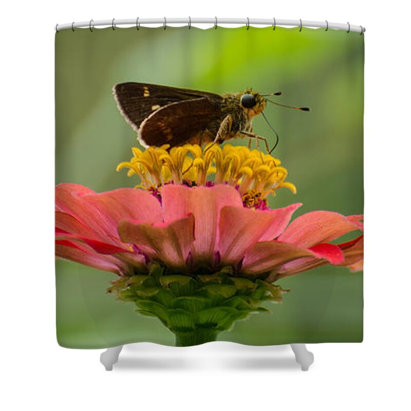 Insect Shower Curtain featuring the photograph Little Glassywing Skipper Butterfly by Donna Brown