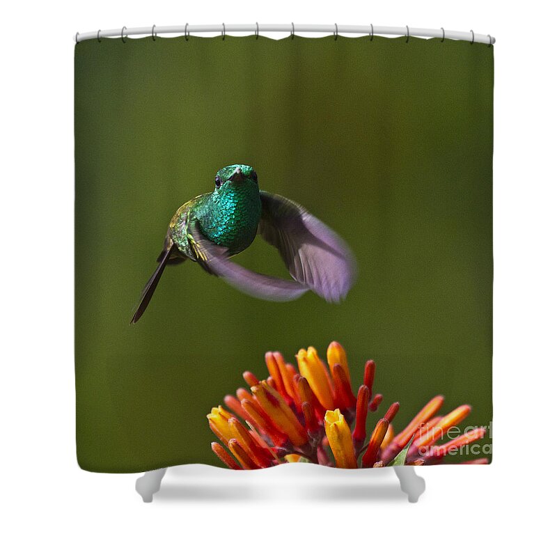 Bird Shower Curtain featuring the photograph Little Hedgehopper by Heiko Koehrer-Wagner