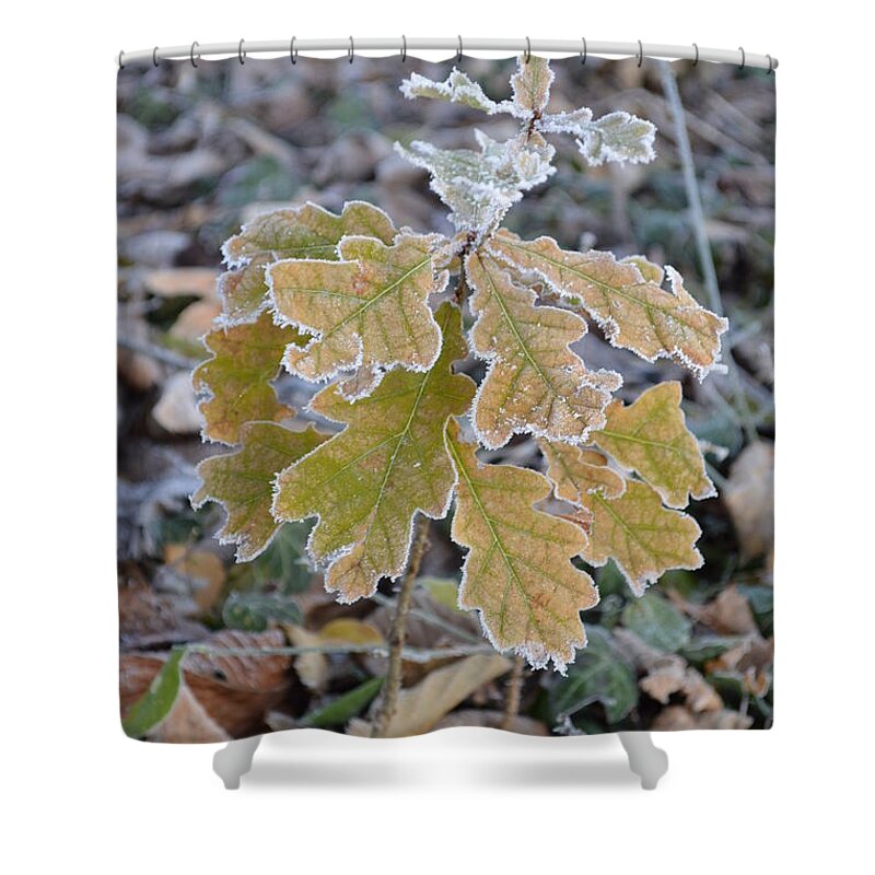 Nature Shower Curtain featuring the photograph Little Oak by Felicia Tica