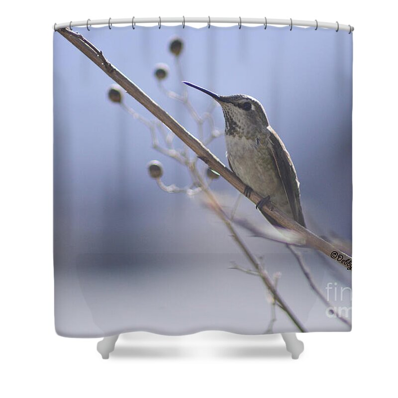 #male Anna #bird #hummingbird #fierce #neck Feathers #iridescent Feathers #territory #feathers #beak #blue Sky #sky Shower Curtain featuring the photograph Little Red by Debby Pueschel