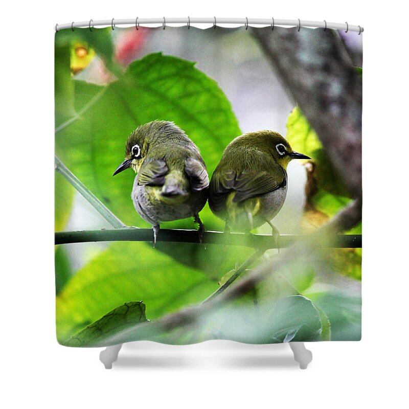 Birds Shower Curtain featuring the photograph Little twins by Lily K