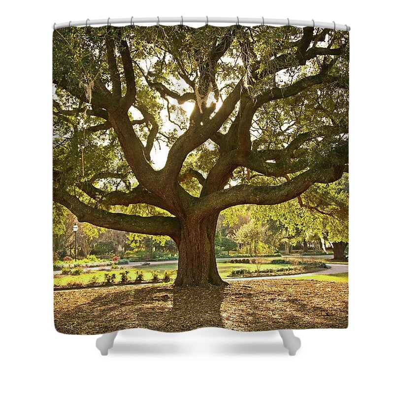 Tranquility Shower Curtain featuring the photograph Live Oak by Daniela Duncan