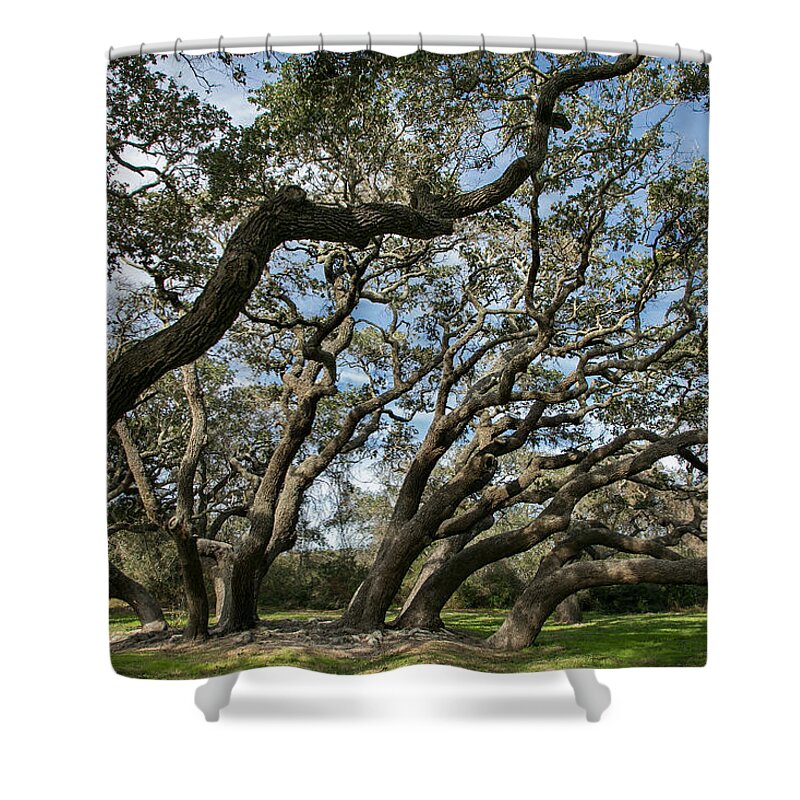 Live Oak Shower Curtain featuring the photograph Twisted by Time by Jurgen Lorenzen