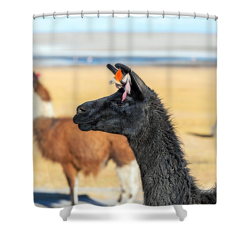Llama Shower Curtain featuring the photograph Llama Closeup by Jess Kraft