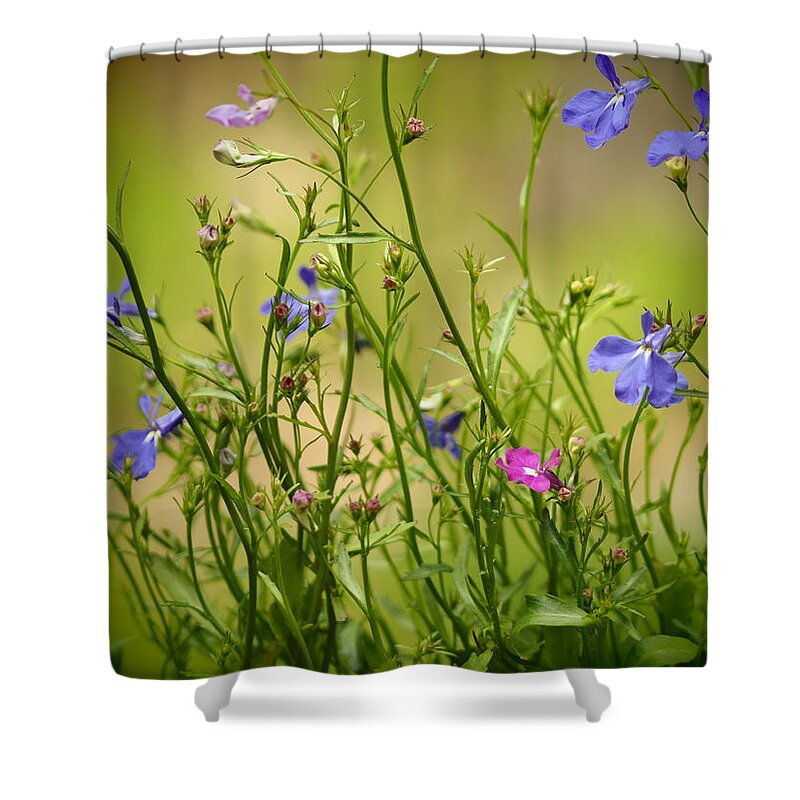 Flowers Shower Curtain featuring the photograph Lobelia Flowers by Dorothy Lee