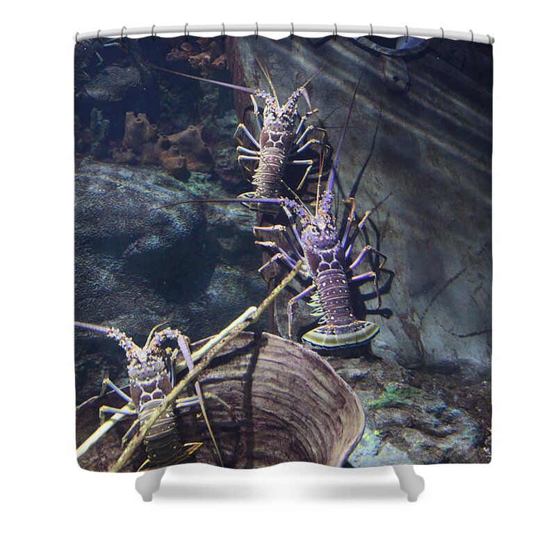 Lobster Shower Curtain featuring the photograph Lobster by Donna Corless