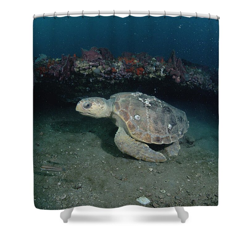 Feb0514 Shower Curtain featuring the photograph Loggerhead Sea Turtle Greys Reef Nms by Flip Nicklin