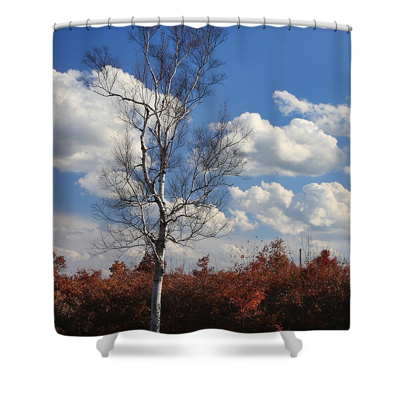 Birch Shower Curtain featuring the photograph Lone Birch by Jayne Carney