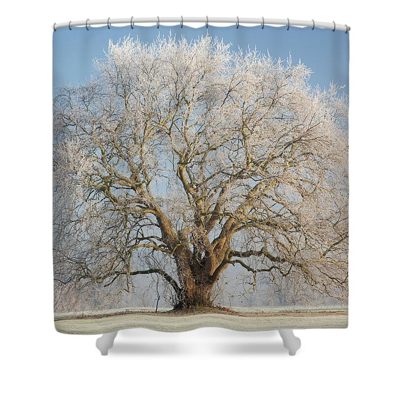 Scenics Shower Curtain featuring the photograph Lone Oak Tree by Travelpix Ltd