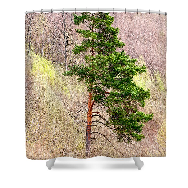 Pine Shower Curtain featuring the photograph Lone Pine by Les Palenik