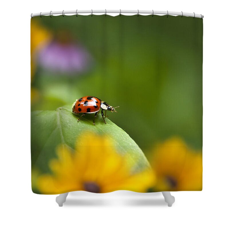 Ladybug Shower Curtain featuring the photograph Lonely Ladybug by Christina Rollo