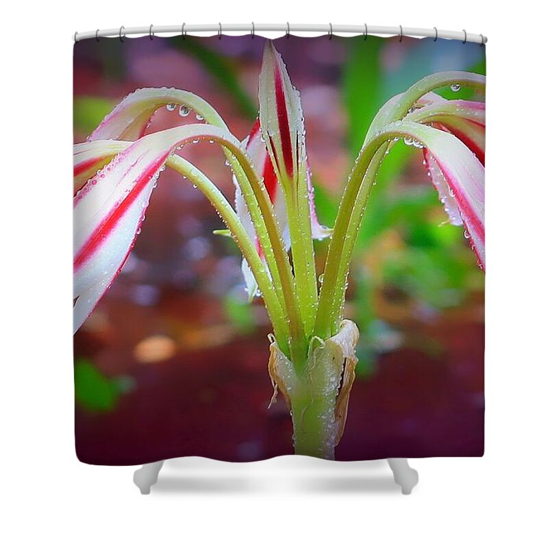 Flowers Shower Curtain featuring the photograph Lonely Lilly by Debra Forand