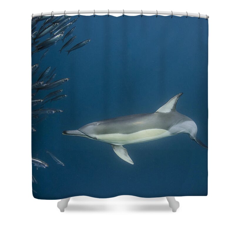 Feb0514 Shower Curtain featuring the photograph Long-beaked Common Dolphin Hunting by Pete Oxford